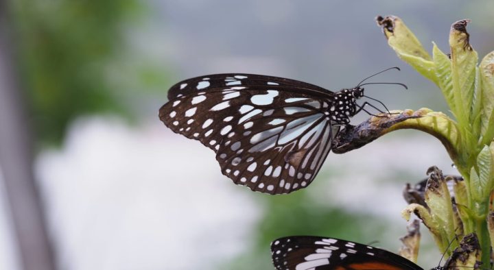 Big Butterfly Month Celebration SEP-24